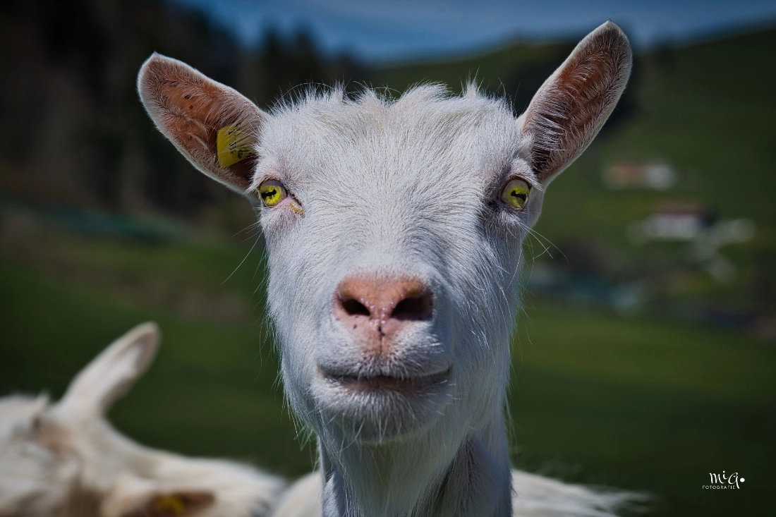 Appenzeller Ziege – Ein neugieriger Blick Frontale Nahaufnahme einer weissen Appenzeller Ziege mit hellgelben Augen auf einer grünen Weide in der Schweiz