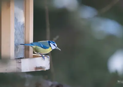 Blaumeise an Futterstelle von links