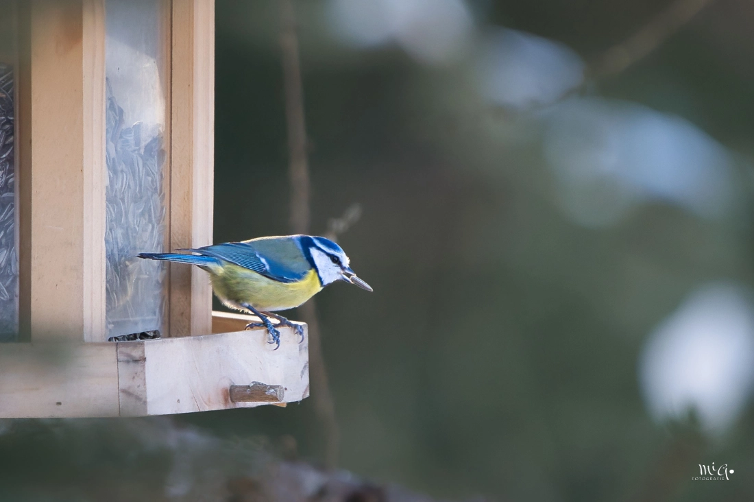 Eine Blaumeise sitzt auf dem Rand eines hölzernen Vogelhäuschens an einer Futterstelle
