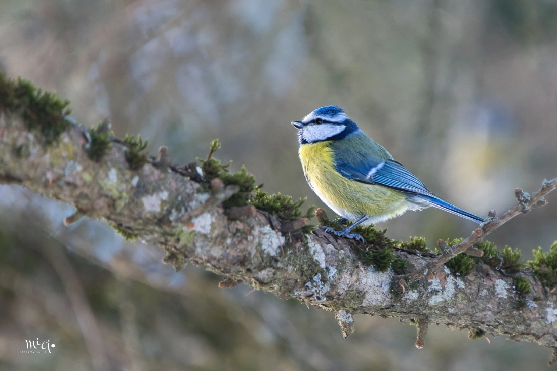 Blaumeise sitzt auf einem Ast mit weichem, grünem Hintergrund in der Nahaufnahme
