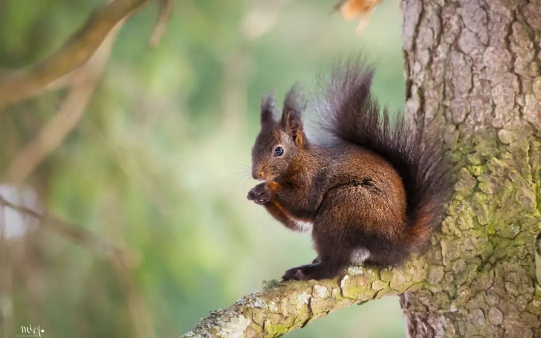 Eichhörnchen auf Ast grüner Hintergrund