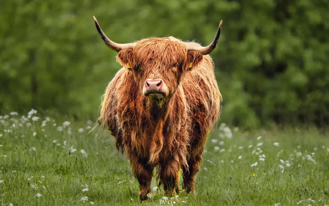 Hochlandrind Schottland von vorne auf Wiese