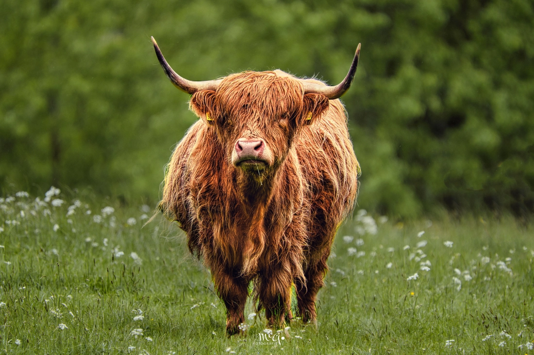 Highland Cow – Farbenpracht und Blickkontakt Frontale Nahaufnahme eines farbenfrohen schottischen Hochlandrinds in einer grünen Wiese mit direktem Blickkontakt