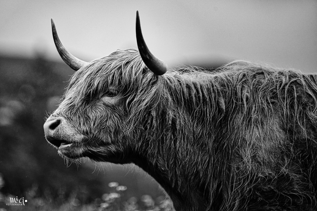 The Soul of Scotland – Highland Cow Nahaufnahme eines schottischen Hochlandrinds in Schwarz-Weiß mit Fokus auf das zottelige Fell und die Hörner