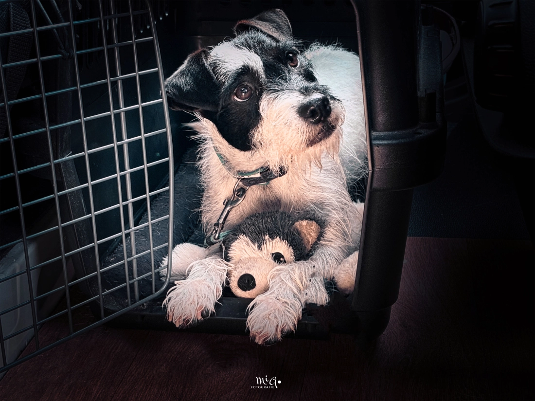 Nahaufnahme eines schwarz-weißen Parson Russell Terriers mit aufmerksamem Blick in der Natur