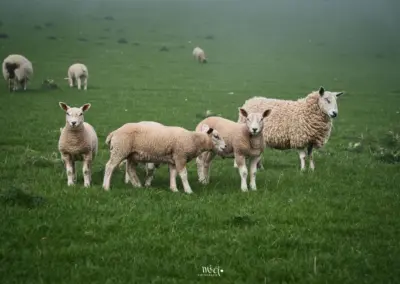 Schafe Schottland auf Wiese