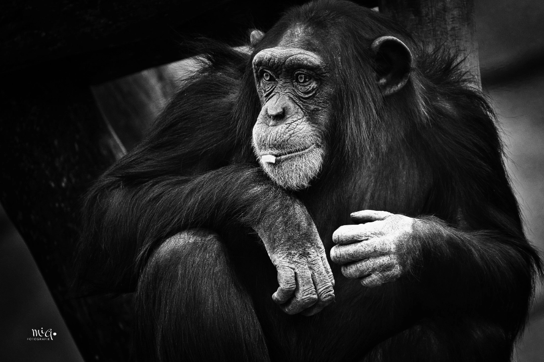 The Thinking Ape – Schimpanse in S/W Frontales Schwarz-Weiß-Portrait eines nachdenklichen Schimpansen mit Fokus auf die Gesichtsfalten und den tiefen Blick
