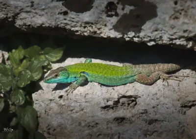 Smaragdeidechse Paestum am sonnen