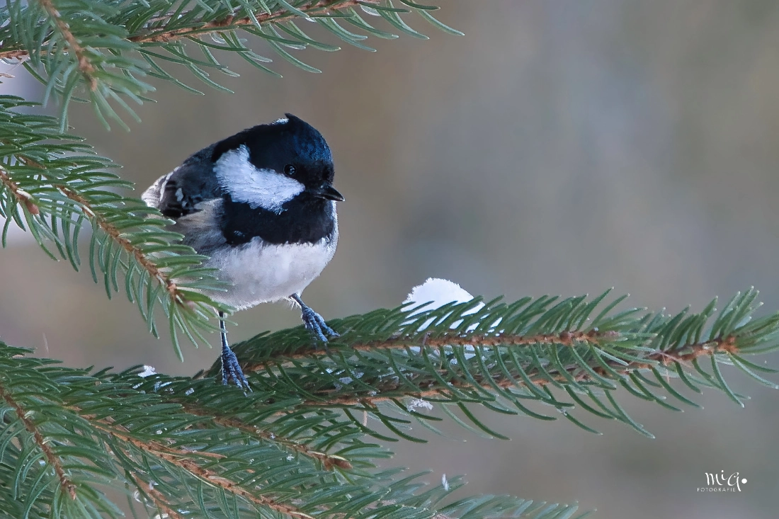 Eine Tannenmeise sitzt auf einem Kiefernzweig in einem Schweizer Wald