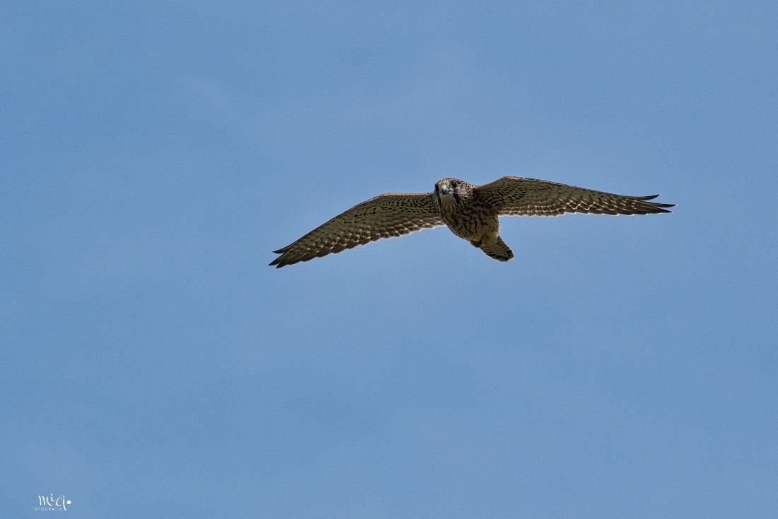 Turmfalke – Eleganz im Jagdflug Ein Turmfalke im Flug mit gespreizten Flügeln vor einem hellen, neutralen Himmel