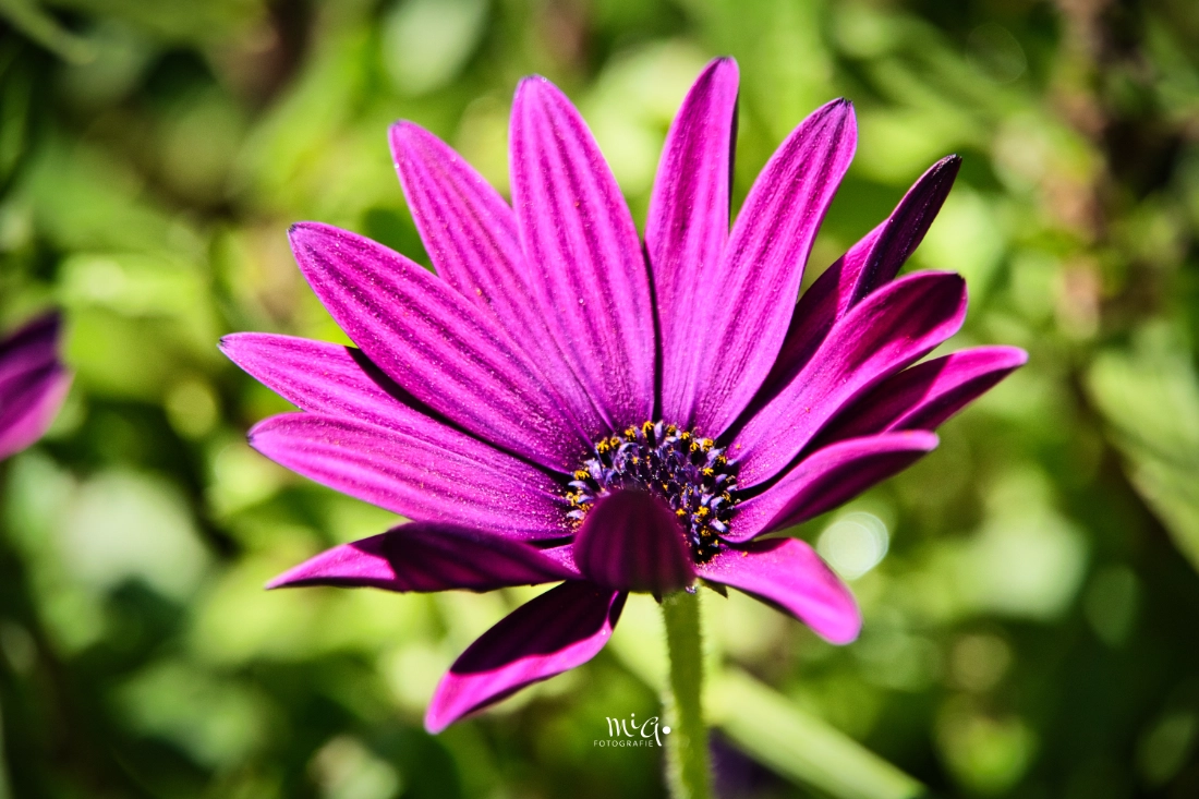 Nahaufnahme (Makro) einer leuchtend lila Blüte des Kapkörbchens (Osteospermum) im Sonnenlicht mit unscharfem grünem Hintergrund (Bokeh).