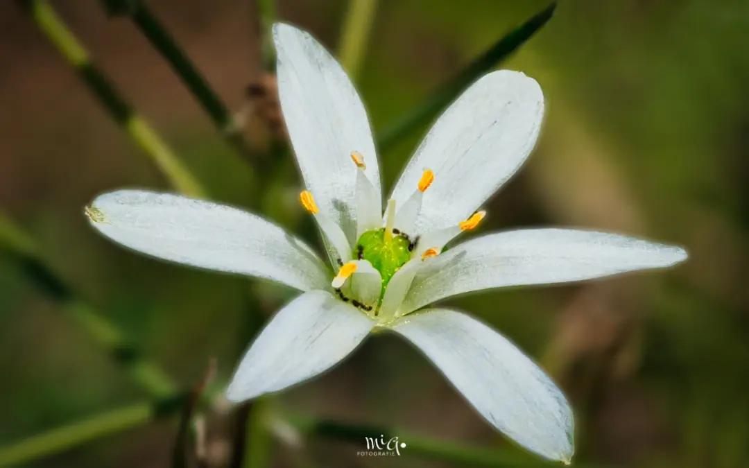 Makro weisse Blüte Nickender Milchstern