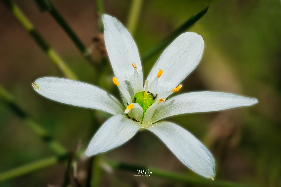 makrofotografie-weisse-bluete-details Makroaufnahme einer weißen Sternblüte mit detaillierten Staubbeuteln vor weichem, grünem Bokeh.