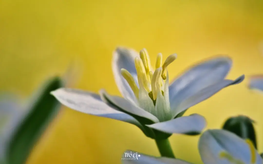 Nickender Milchstern (Ornithogalum nutans)
