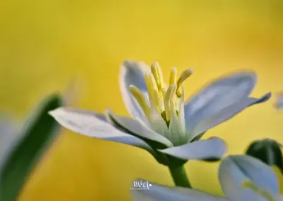 Nickender Milchstern (Ornithogalum nutans)
